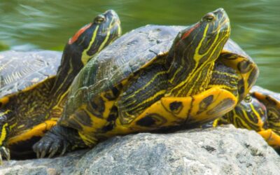 Schildpaddenopvang doet oproep: structurele steun hard nodig