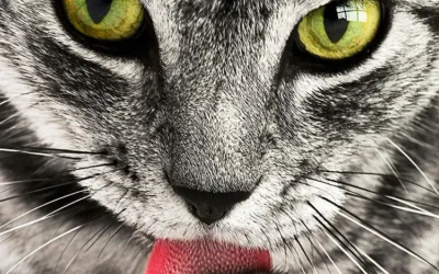 Zorgen om dodelijke Kattenziekte in Twente