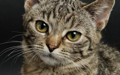Gratis kattencastratie-actie voor minima in Groningen