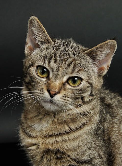 Gratis kattencastratie-actie voor minima in Groningen