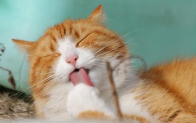 Niesziekte is een veelvoorkomende aandoening bij katten